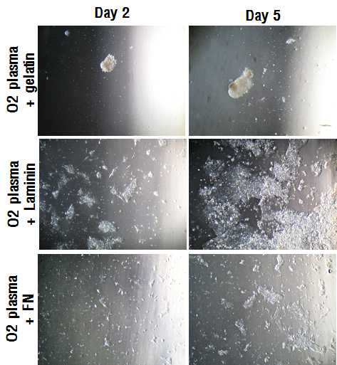 친수화를 위한 O2 plasma 처리 후 세포 부착 능력 확인