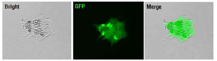 Lenti-GFP 발현 유도만능줄기세포