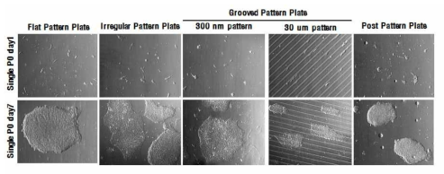 나노/마이크로 패턴 플레이트 위에서 유도만능줄기세포의 배양 후 증식 능력 확인