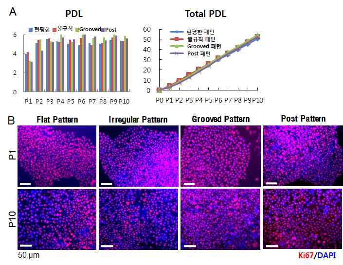 나노 패턴 플레이트 위에서의 유도만능줄기세포의 증식 능력. 각각의 계대에서 PDL 및 Total PDL (A), Ki67의 면역화학염색 (B)