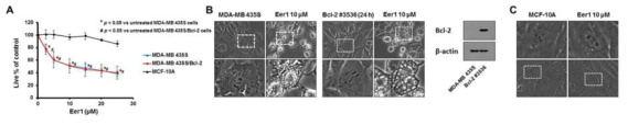 p97 억제제에 의한 apoptosis 저항성 극복 및 정상세포에서의 안전성 확인