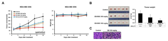 p97 억제에 의한 in vivo 항암 효과 및 paraptosis