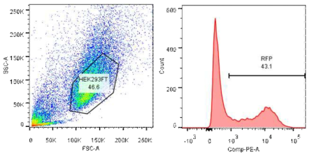 CD40L(+) 항원제시세포를 만들 수 있음을 RFP 형광을 통해 확인