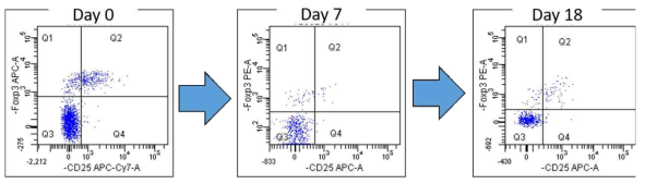 Anti-CD25 depleting antibody 처리 후 Foxp3(+) Treg의 비율 변화