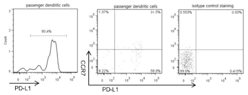 Passenger dendritic cell의 PD-L1 및 CCR7 발현