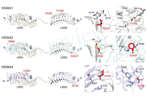 Slitrk1, Slitrk2, Slitrk4 missense mutants의 구조 분석
