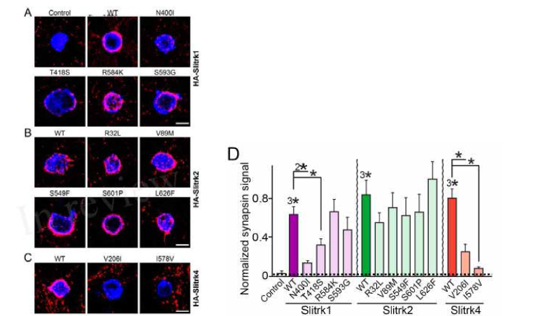 Slitrk1, Slitrk2, Slitrk4 missense mutants의 시냅스 생성능 분석