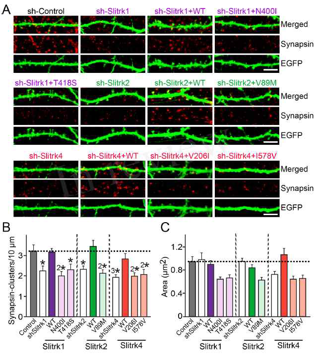 Slitrk1, Slitrk2, Slitrk4 missense mutants의 시냅스 생성능 분석: neuron transfection assays (heterologous synapse-formation assay 결과와는 달리 모든 Slitrk1/2/4 mutants의 시냅스 생성능이 저해됨을 확인함. 이는 Slitrk 단백질의 시냅스 발달 과정에 전시냅스 리간드 단백질 결합 이외의 mechanism이 관여함을 시사함)