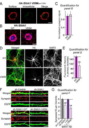 Slitrk1 V85M mutant의 특성 분석: Slitrk2 V89M의 equivalent position에 해당하는 Slitrk1 V85를 methionine으로 mutation시킨 뒤에 각종 특성 분석을 실시한 결과 dendritic transport, 시냅스 생성능이 저해됨을 확인하였음