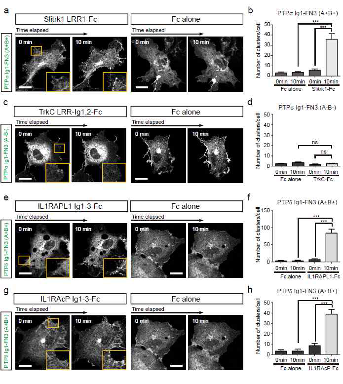 Slitrk 단백질에 의한 전시냅스 리간드 단백질의 clustering 조절: Slitrk 단백질을 PTPsigma 단백질을 발현하고 있는 COS-7 cell 표면에 뿌린 뒤에 10분간 time-lapse imaging으로 세포 표면에 생기는 cluster 숫자를 정량적으로 측정. Slitrk 이외에 다른 LAR-RPTP 리간드 단백질의 경우에도 유사한 clustering 유도 효과가 관찰됨