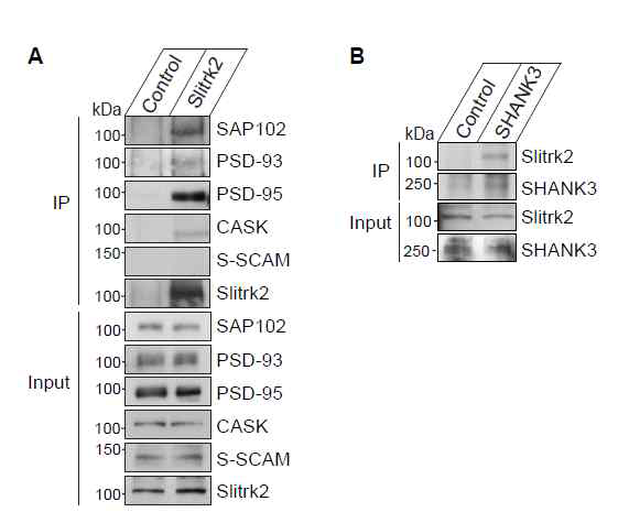 Slitrk2/PSD-95 단백질 상호작용 분석