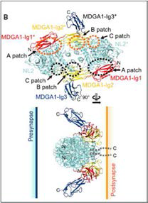 자폐 연관 시냅스 막 단백질인 MDGA1/neuroligin-2 복합체 구조 결정