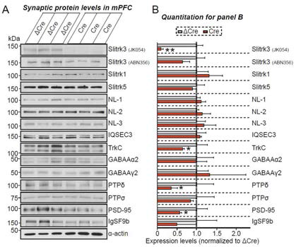 Slitrk3 전전두엽 낙아웃 마우스의 시냅스 단백질 발현 수준 변화 분석