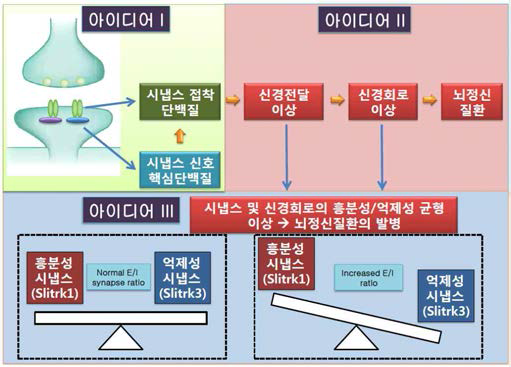 본 연구과제의 세 가지 핵심 아이디어: 시냅스 접착단백질에 의한 시냅스 형성은 시냅스 신호 핵심단백질들과의 협력을 통해서 특정 시냅스의 구조 및 기능을 조절하며 (아이디어 I), 이러한 과정에 이상이 생길 경우 신경전달 및 신경회로의 이상을 초래하고 나아가 뇌정신질환의 발병을 유도함 (아이디어 II). 특히 시냅스 및 신경회로 활성의 균형이 무너질 경우 다양한 뇌정신질환이 발병함 (아이디어 III)