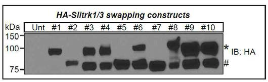 본 연구과제에서 검증하였던 Slitrk1/3 swapping constructs의 발현 수준 분석