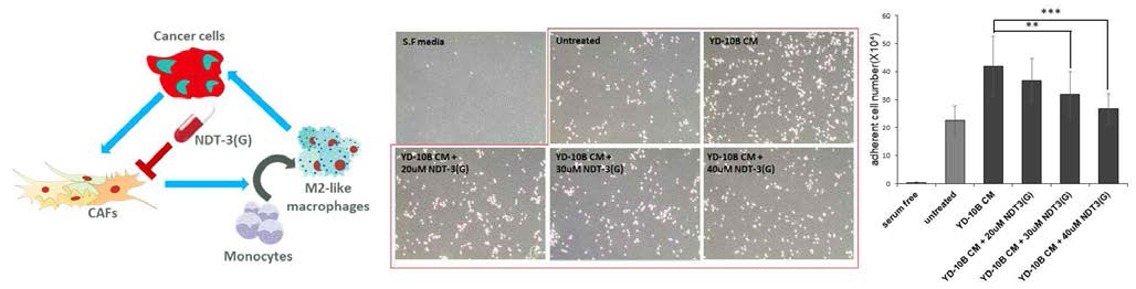 Triple cross-talk 모델에서 NDT-3(G)처리를 통한 macrophage 분화 억제 효능 검증