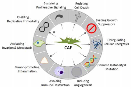 암 연관 섬유모세포(cancer-associated fibroblast, CAF)와 cancer hallmarks