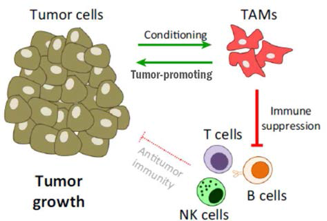종양 미세환경 내에서의 TAM의 종양 촉진 작용