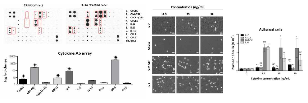 암세포(YD-10B)로부터 분비되는 IL-1α에 의한 CAF의 활성화 및 사이토카인 분비에 따른 monocyte의 종양 촉진형 macrophage로의 분화 양상