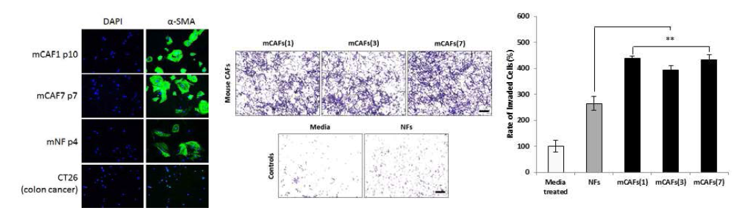 마우스 유래의 CAF 분리 및 종양 촉진 표현형 CAF의 확인