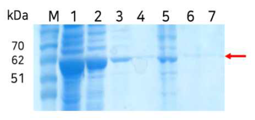 SDS-PAGE analysis of purification using Ni-zeolite for E. coli cell lysate containing CphC-Ⅰ enzyme. Lane M corresponds to the protein ladder, 1 to pellet, 2 to cell lysate, 3 and 4 to wash buffer, 5 ~ 7 to eluates