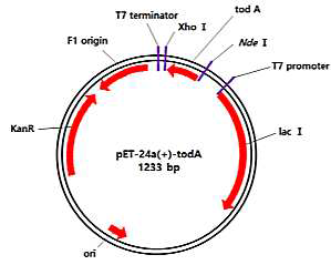 todA 클로닝 결과