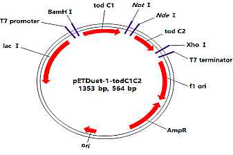 todC1C2 클로닝 결과