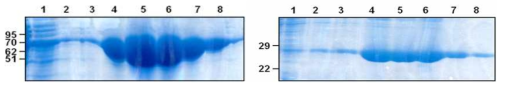 발현 및 정제한 CphC-I (위) 와 Fre (아래) 의 단백질 정량 : 1은 protein ladder, 2는 wash Ⅰ, 3은 wash Ⅱ, 4부터 8은 eluates