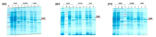 TodA 발현 결과