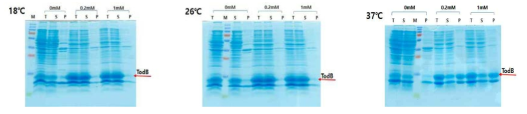 TodB 발현 결과