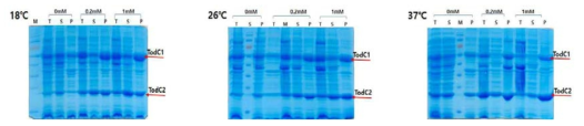 TodC 발현 결과