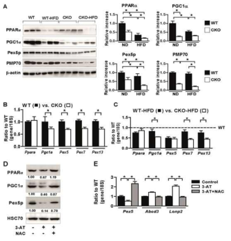 Catalase deficiency reduces peroxisomal biogenesis in hepatocytes