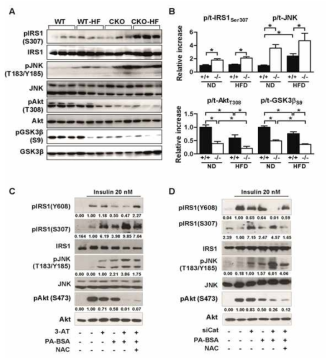 Suppressed insulin signaling cascade under catalase deficiency through activation of JNK