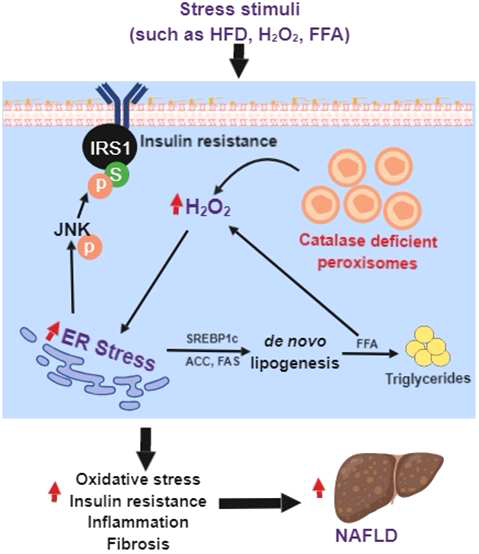 Suggested scheme for the effects of catalase deficiency on peroxisomal biogenesis in the liver