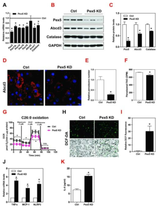 Pex5 knockdown exacerbates ROS and inflammation in 3T3-L1 adipocytes