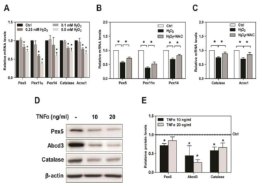 H2O2 induces downregulation of peroxisome biogenesis in 3T3-L1 adipocytes