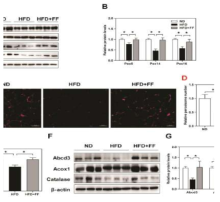 Fenofibrate attenuates peroxisomal dysfunction in WAT of HFD-fed WT mice