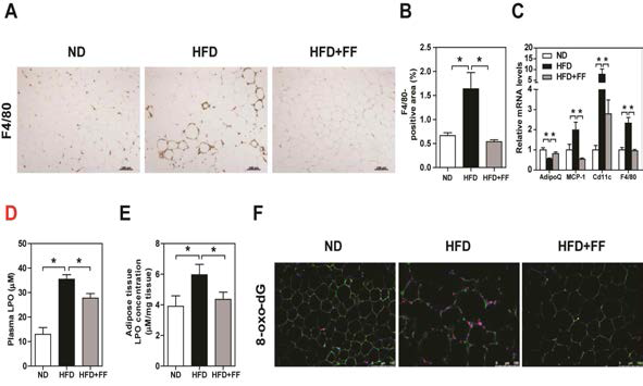 Fenofibrate ameliorates adipocytes injury in WAT of HFD-fed WT mice