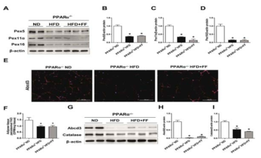 Fenofibrate-induced peroxisomal biogenesis and function in HFD-fed mice depends on PPARα