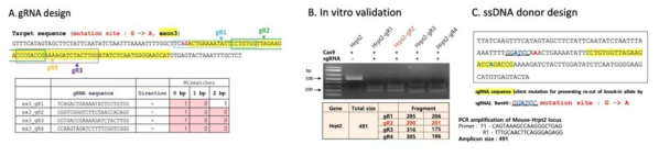 온라인툴(http://crispr.mit.edu)에서 HRPT2의 IVS2-1G>A 변이를 정상으로 교정하기 위해 단일가닥의 sgRNA를 스크리닝한 후 HEK293T 세포에 CRISPR-Cas9을 트랜스펙션한 다음 목표 위치에서 DNA의 절단이 일어나는지를 확인한 결과(B), 그리고 후보 donor DNA 서열을 도출함(C)