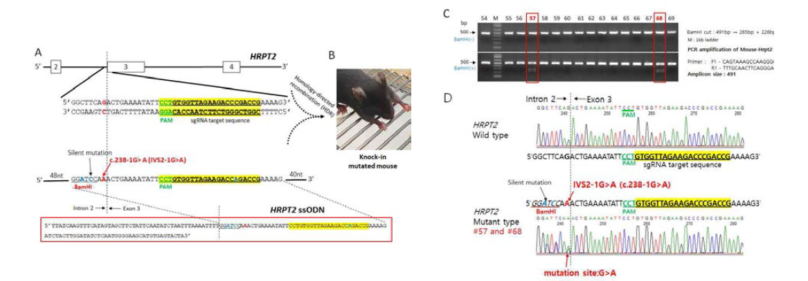 HRPT2 knock-in 마우스 제작 과정. HRPT2 유전자의 IVS2-1G>A 변이에 상보적인 sgRNA와 HR donor template(A), 태어난 마우스(B)의 꼬리에서 시행한 PCR 결과(C)와 직접 염기서열분석 결과 (D), 두 마리(그림 C, #57 D)에서 gDNA를 분석한 결과, IVS2-1G>A (c.238-1G>A) 변이가 있는 것을 확인함(그림 D에 화살표로 G>A 표시 부위)