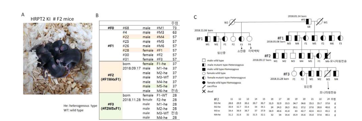 태어난 #F2 마우스(A) 및 개체설명(B), 그리고 가계도(C). #F0가 현재 73주령이어서 혈액에서 칼슘, iPTH, 전신 PET-CT를 통해 질환의 phenotype 출현을 관찰하고 있으며, 동일 연령 및 적정수의 마우스군 확보를 위해 계속적으로 교배를 진행하고 있음