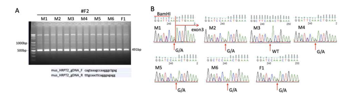 태어난 #F2 마우스의 꼬리에서 수행한 PCR(A)과 염기서열 분석 결과(B). M3만 wild type이고 나머지 모두는 heterozygote임(B 그림 화살표)