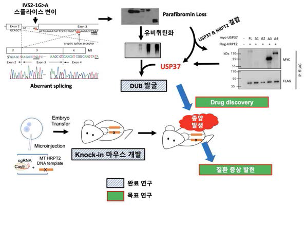 HRPT2 유전자의 DUB 발굴 및 Knock-in 마우스 모델 개발 과정. 낙인 마우스 개발은 완료하였으나 증상발현에 의한 종양 발생은 아직 마우스의 주령이 낮아 앞으로 적어도 1년 이상 관찰기간이 더 필요한 상태임. 즉, 마우스 교배를 통해 번식이 더 필요한 상태임. 약물개발 연구도 종양 발생 후에 진행 예정