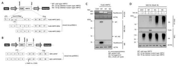 HRPT2와 USP37에 대한 발현벡터를 제작하였음(A, B), COS-7 세포에서 HRPT2의 발현을 확인한 결과, WT(wild type)에서만 parafibromin이 발현되는 것을 확인함(C). 그리고 parafibromin의 유비퀴틴화는 WT에 비해 mutant (M1, M2) 벡터에서 강하게 일어나는 것을 확인하였음(D)