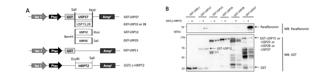 선별된 5종의 USP와 HRPT2를 pGEX-4T-1 벡터에 클로닝(A)한 다음, E.coli에서 IPTG(isopropyl-β-D-thiogalactoside)로 parafibromin의 발현을 유도한 다음, GST pull-down assay를 수행한 결과, USP12, USP37이 parafibromin과 특이하게 상호작용하는 것을 확인함(B). 이 중 USP37만이 parafibromin과 강하게 결합하는 것을 확인함 (이로써 HRPT2의 DUB 발굴을 완료한 것으로 판단함, parafibromin의 DUB에 관한 내용의 연구결과는 아직 국내외에서 발표된 바 없음)