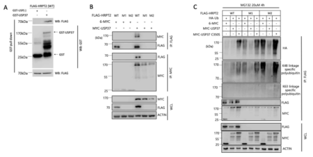 USP37과 parafibromin의 특이 결합에 대한 확인 실험 결과(A). 이러한 작용은 WT에서만 확인됨(B). 그리고 parafibromin은 K-48 경로를 통해 유비퀴틴화되며, Myc-USP37에 의해서는 탈유비퀴틴화됨 (C). 그리고 Myc-USP37(C350S)에 의해서는 탈유비퀴틴화가 회복되는 것이 관찰됨(C). 따라서 USP37의 작용 조절을 통해 부갑상선암의 치료를 위한 항암화학약제의 개발이 가능할 것으로 추정됨