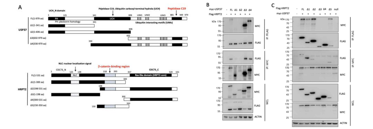 HRPT2와 USP37에 대한 결실변이 벡터를 제작함(A). Parafibromin의 전장과 USP의 결실구조(B), 반대로 USP37의 전장과 parafibromin의 결실구조(C) 간의 동시-면역침전 분석을 시행한 결과, beta-catenin binding region을 포함한 parafibromin과 peptidase C-19 도메인이 포함된 USP37 간에 특이한 결합이 일어나는 것을 확인함