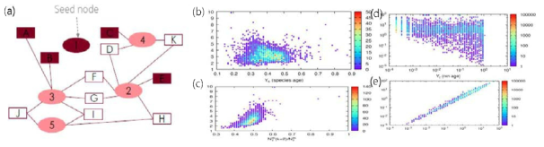 신진대사 연결망 구조에 따른 교란 확산 모형 (a) 대사반응과 물질의 이종 연결망 예. 교란된 노드는 붉은 색으로 칠해져 있다. (b) 종에서 발생한 사태 크기 평균과 종의 진화 나이의 관계 (c ) 사태 크기 평균과 연결선수가 2인 대사물질의 비율의 관계 (d) 대사반응이 일으킨 사태 크기와 반응의 진화 나이의 관계(e) 반응이 일으킨 사태 크기와 그 주변에 있는 연결선수 2인 대사물질의 비율 관계