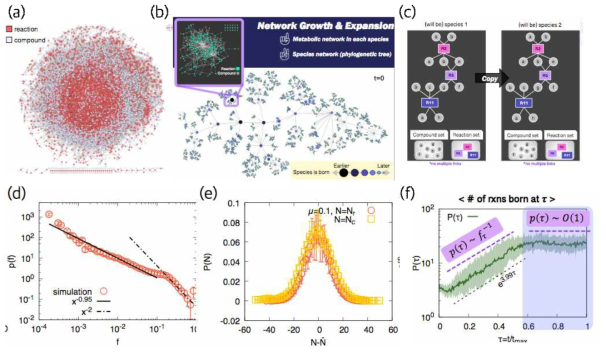 대사 연결망 진화 모형 (a) 종 구분 없는 모든 대사 반응과 대사 물질의 연결망 (b) 종의 탄생과 대사 연결망의 진화를 함께 고려하는 모형의 스냅샷. ( c) 대사 연결망의 진화 예시. (d) 모형에서 얻은 대사 반응 나이의 분포. 기울기가 1인 부분과 2인 부분이 동시에 나타난다. (e) 종 당 대사 반응 수의 분포 (f) 새로 도입되는 대사 반응의 수를 진화 단계의 함수로 나타냄